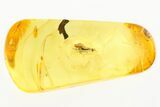 Detailed Fossil Wasp (Torymidae) In Baltic Amber #273311-1